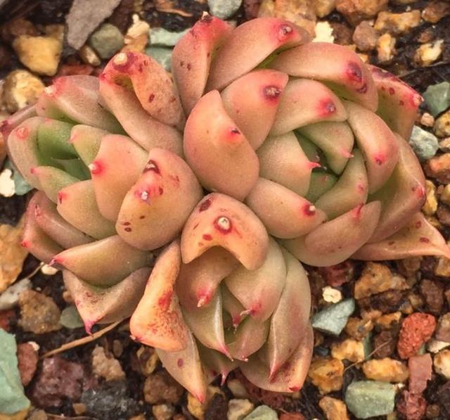 当多肉植物遇上了梅雨季节 要做好防范工作 减少对多肉的伤害 雪花新闻